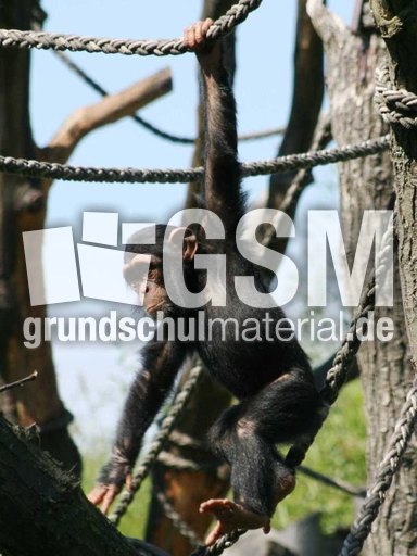 Schimpansen-2.jpg